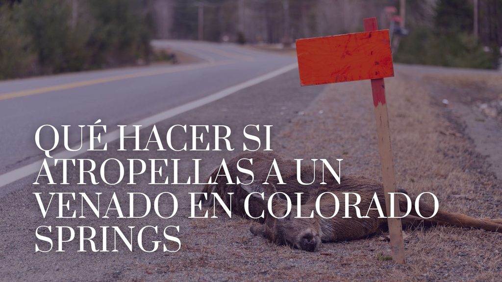 Qué hacer si atropellas a un venado en Colorado Springs