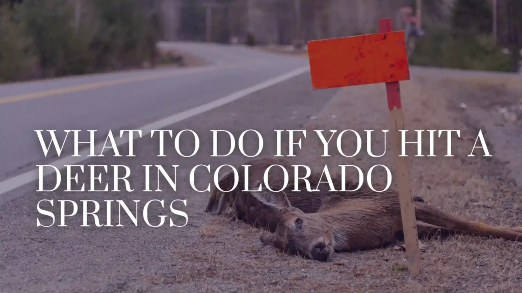 What to Do if You Hit a Deer in Colorado Springs Image