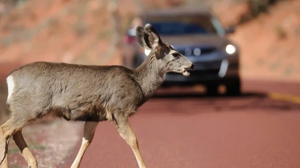 What to Do if You Hit a Deer in Colorado Springs Image 2
