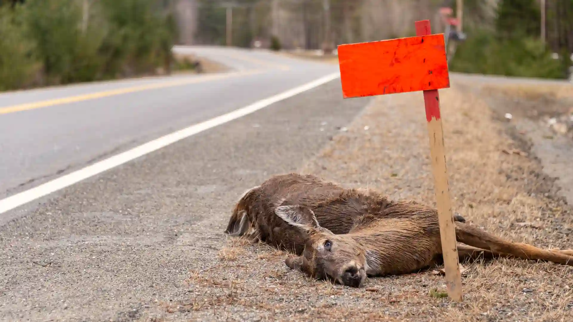 What to Do if You Hit a Deer in Colorado Springs