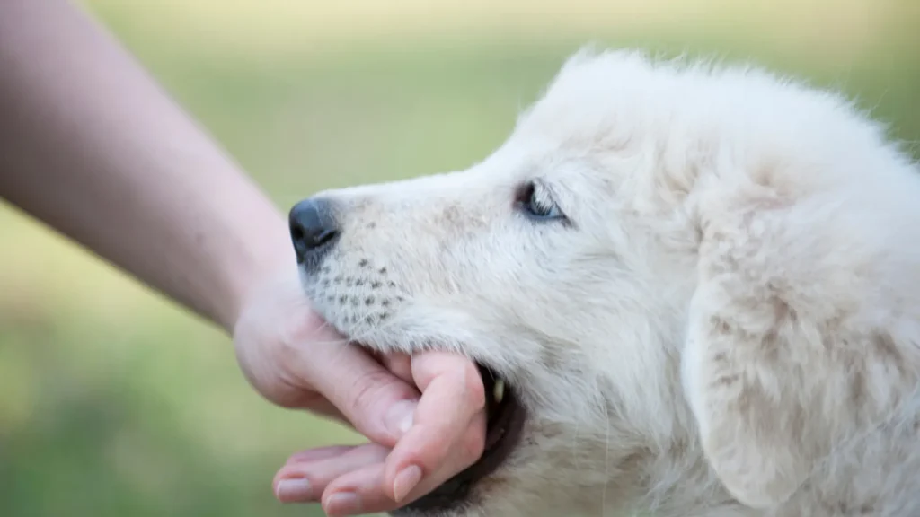Dog Bite Compensation in Colorado_ What You Can Recover and How to Claim It Image 2